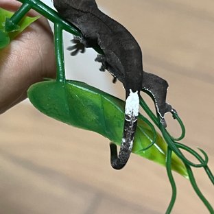 아잔틱 패턴리스