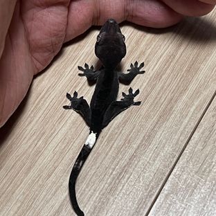 카푸치노 아잔틱 블랙