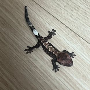 카푸치노 챠콜