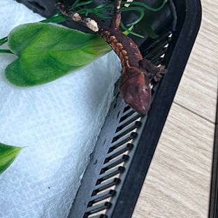 챠콜 카푸치노