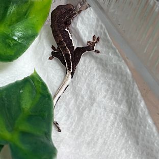 쵸코쉐이크