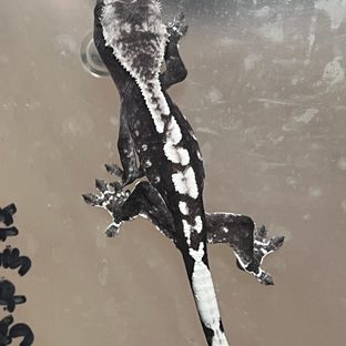 챠콜 아잔틱