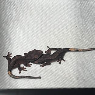 챠콜 알티