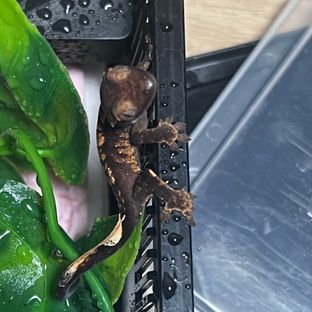범블비