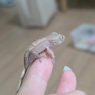 하이포
