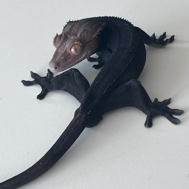 Charcoal Phantom Cappuccino