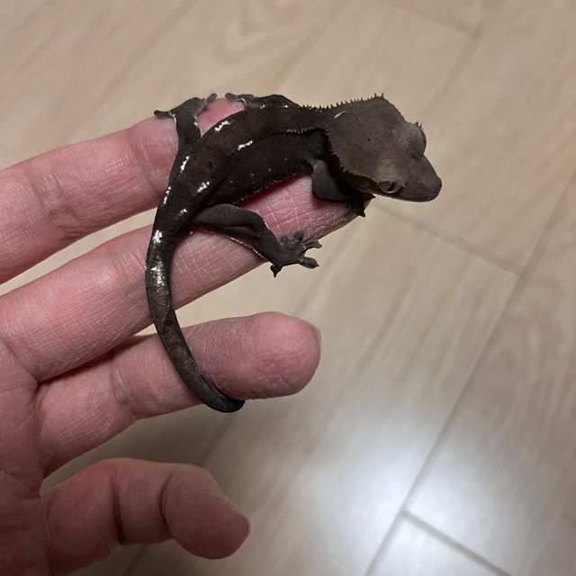 아잔틱