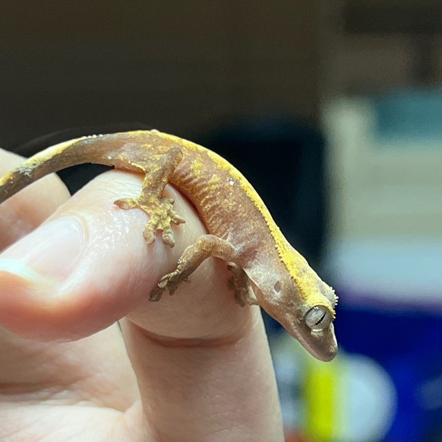 Hypo