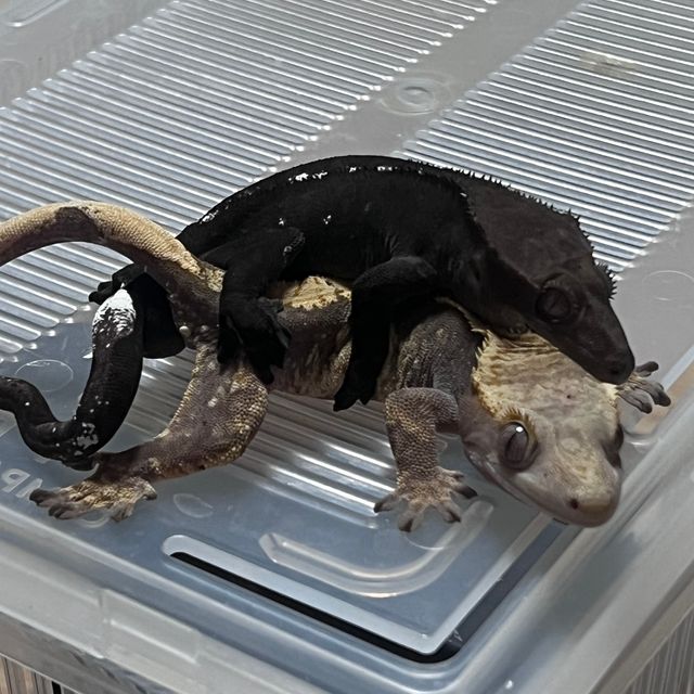 챠콜 아잔틱
