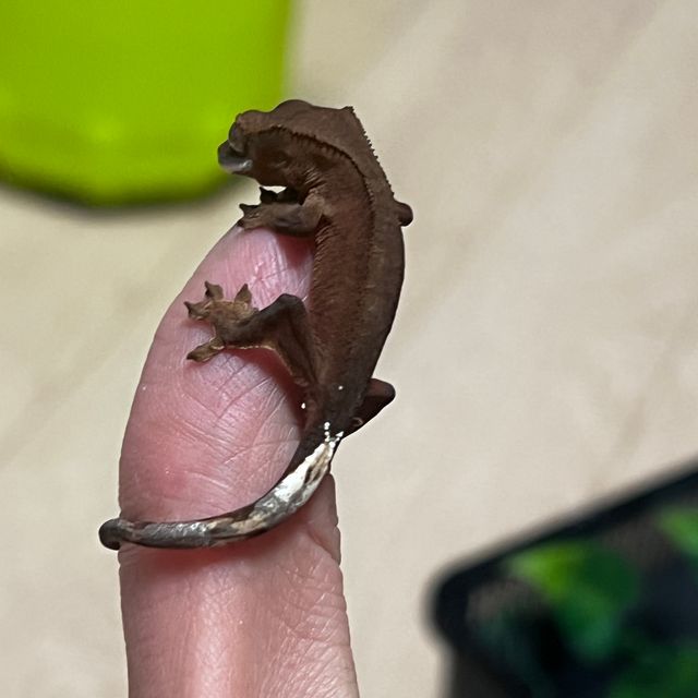 챠콜
