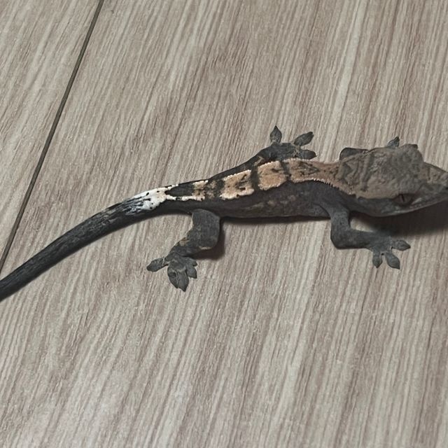 세이블