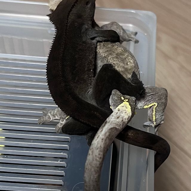 챠콜 알티
