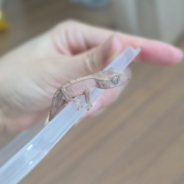 Hypo