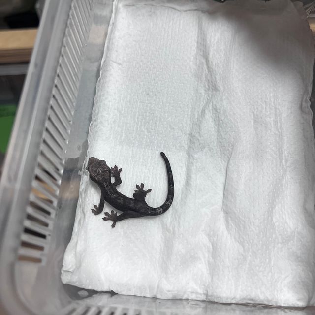 루왁