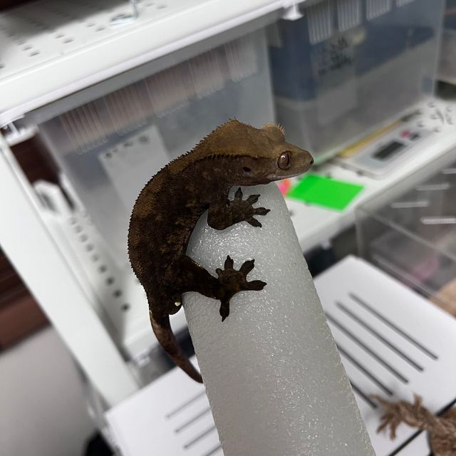 팬텀 벅스킨 다크 블랙