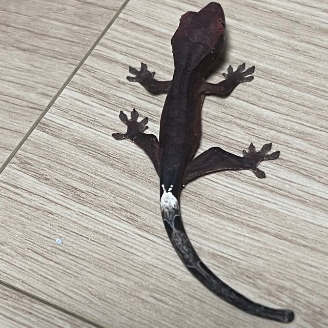 챠콜 팬텀 카푸치노