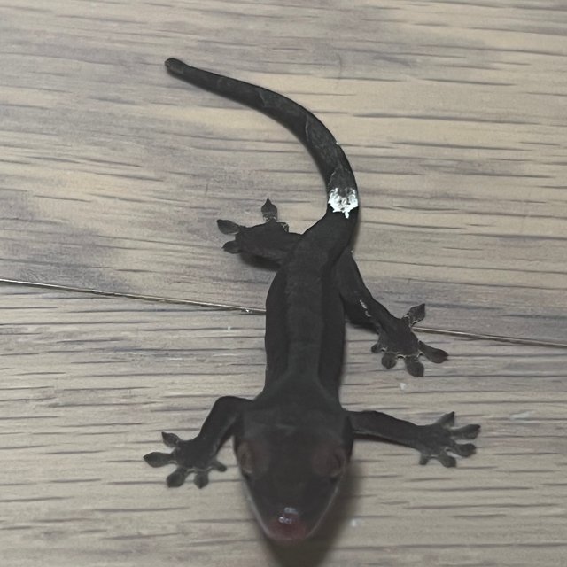 챠콜 팬텀 카푸치노