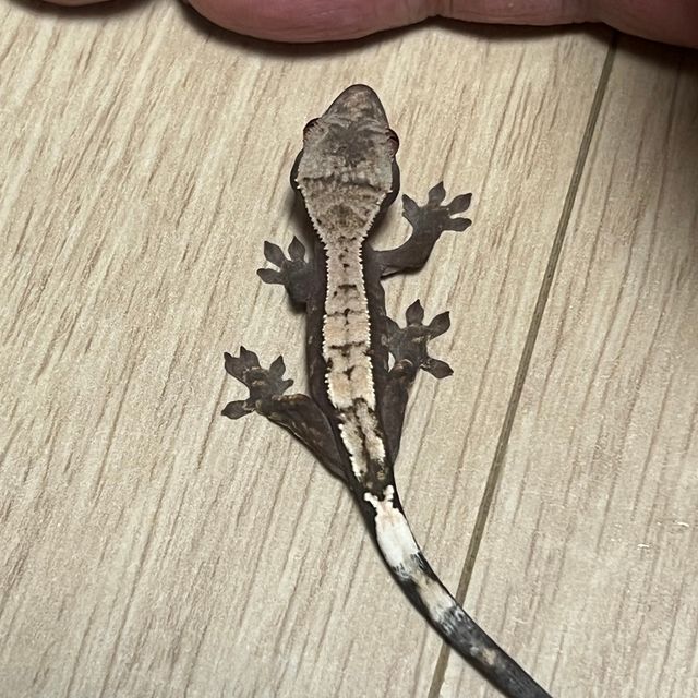 다크 세이블