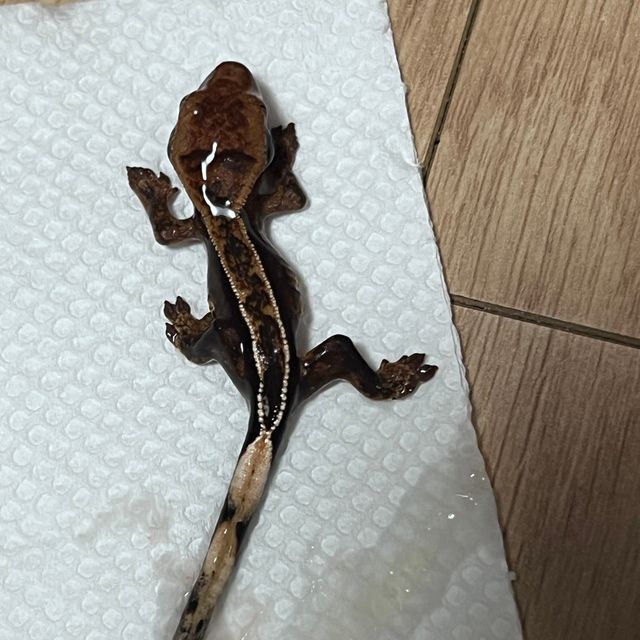 엠티백