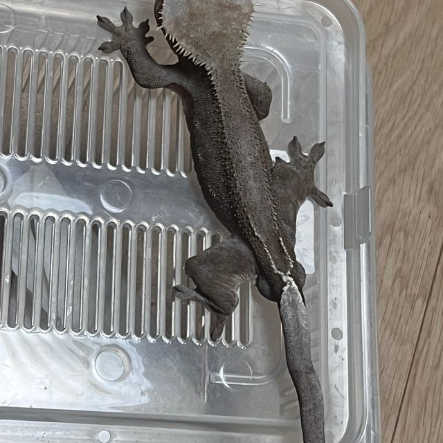 아잔틱