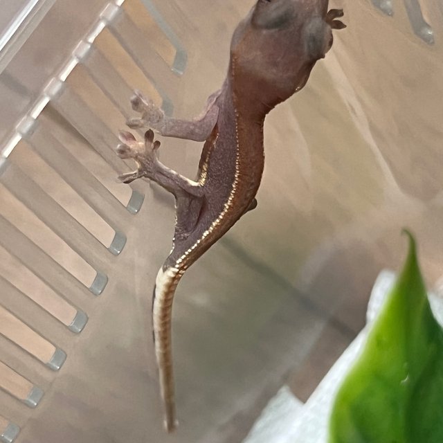 Hypo