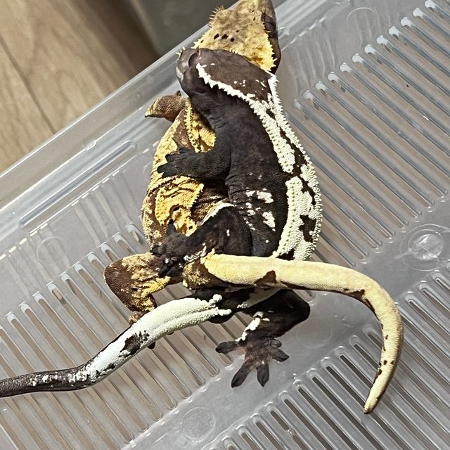 세이블