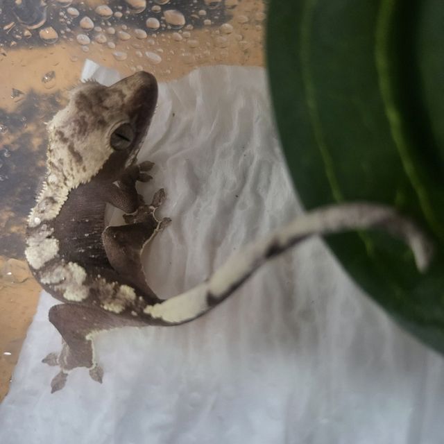 아잔틱