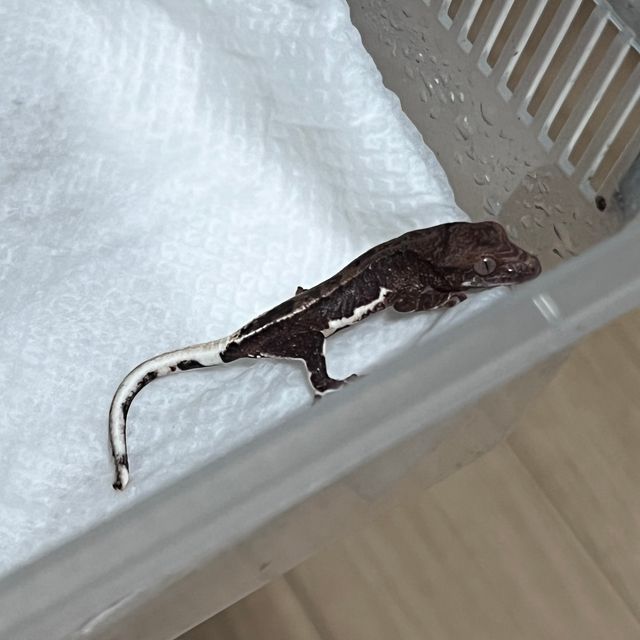 프라푸치노 팬텀 챠콜