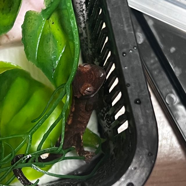 챠콜 카푸치노