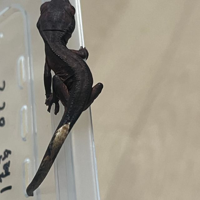 알티 챠콜