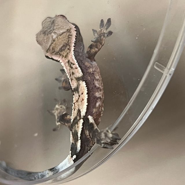 세이블