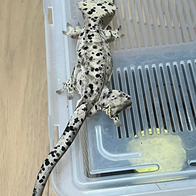 Super Dalmatian