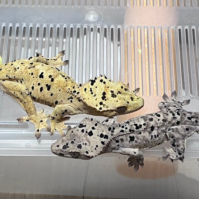 Super Dalmatian