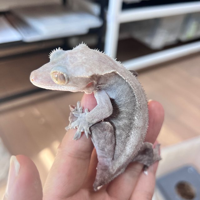 Hypo