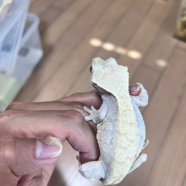 Hypo