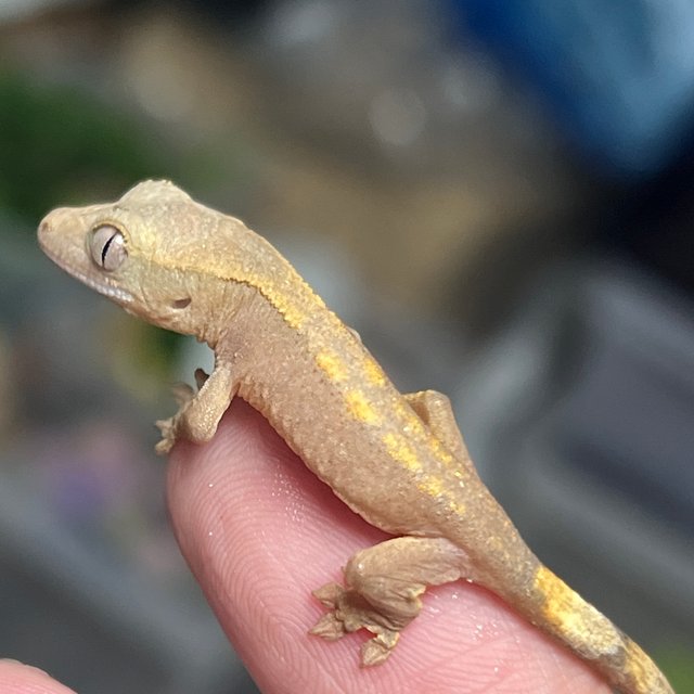 100%헷아잔틱 하이포