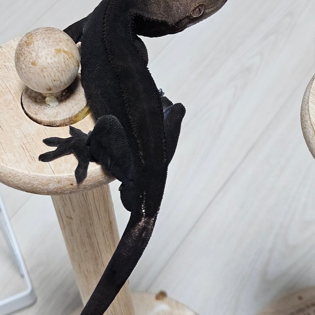 Charcoal Cappuccino Phantom