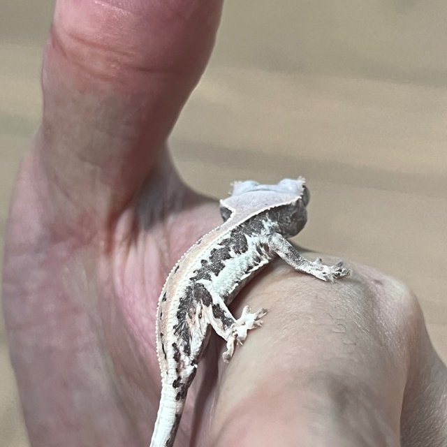 Hypo