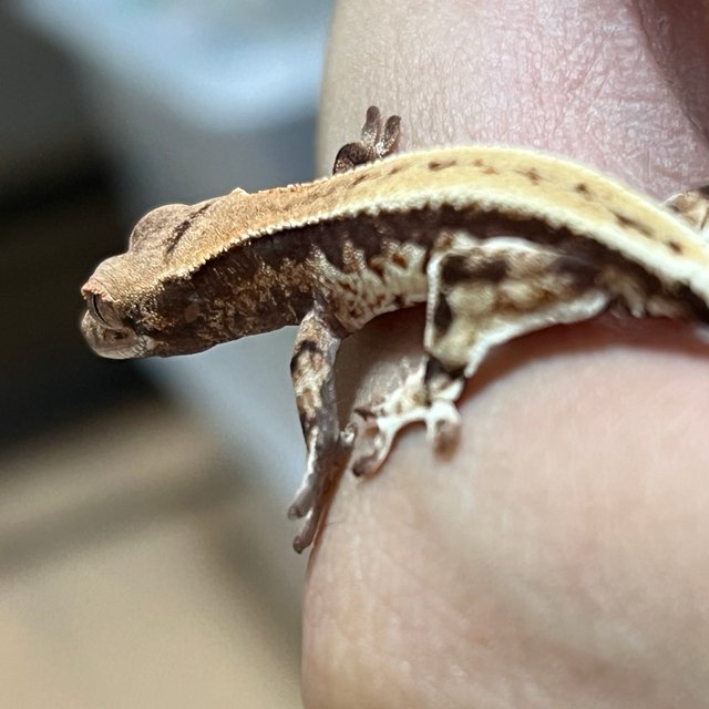 100%헷아잔틱 프라푸치노