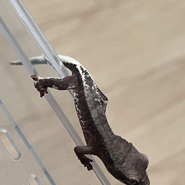 챠콜 팬텀 카푸치노 프라푸치노