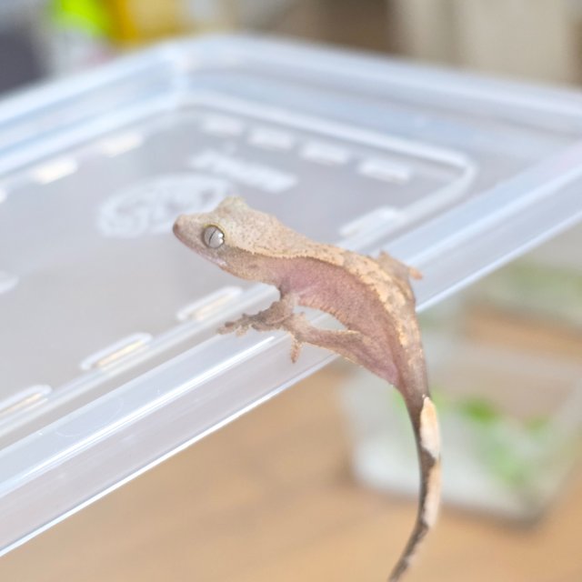 Hypo 100% Het Axanthic
