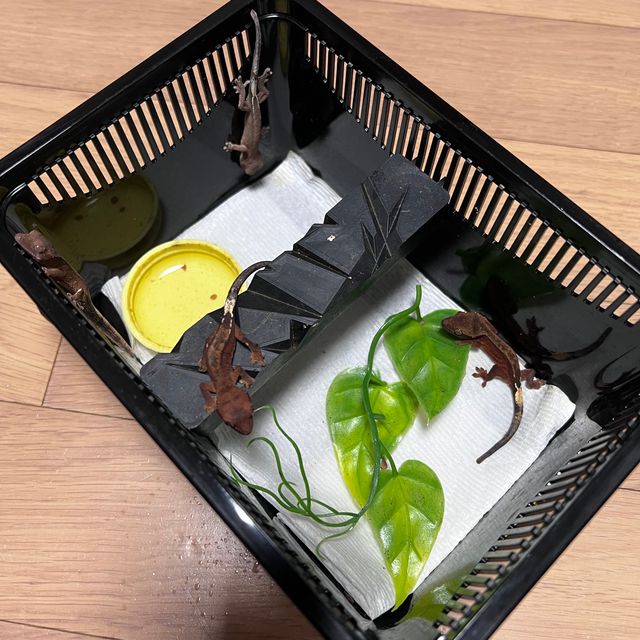 팬텀