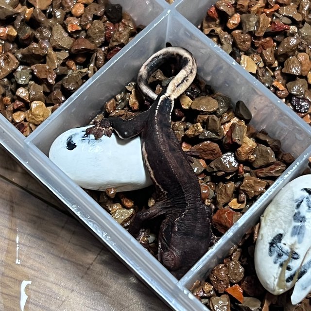 팬텀 챠콜 릴리화이트