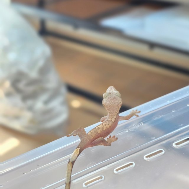 Hypo 100% Het Axanthic