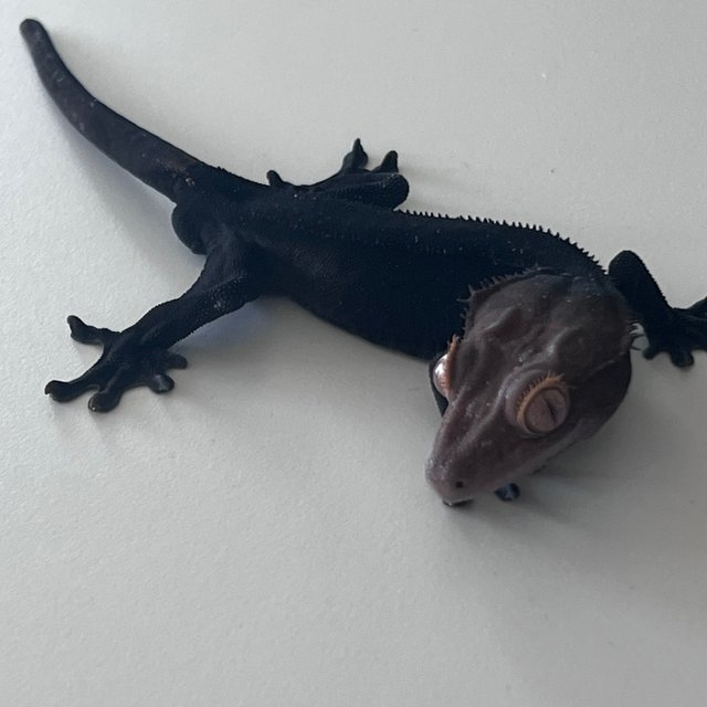 Charcoal Phantom Cappuccino