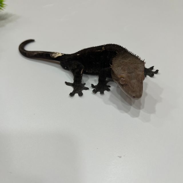 챠콜 카푸치노