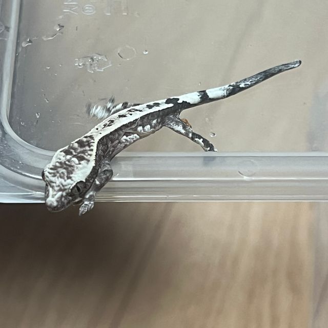 카푸치노 아잔틱