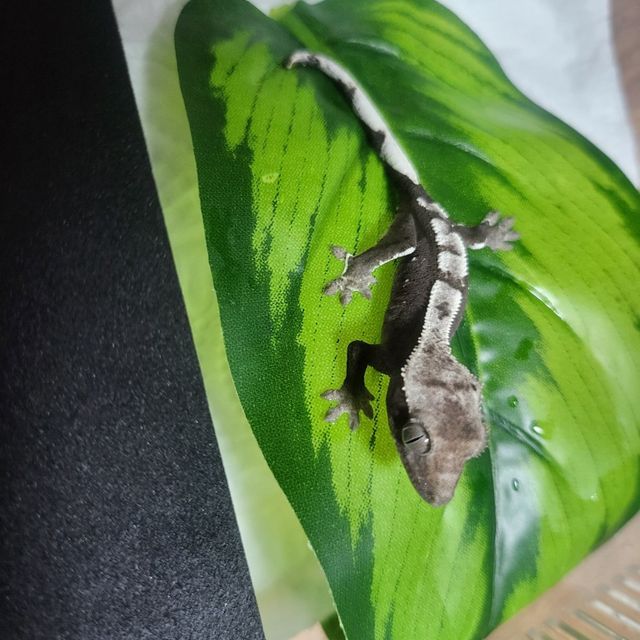 아잔틱