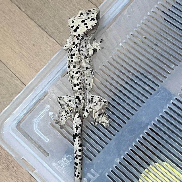 Super Dalmatian