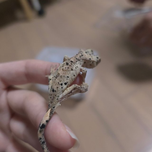 Super Dalmatian